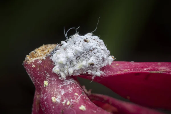 Bílý Voxy Chlupatý Mealybugs Pseudokokcidiostatidae — Stock fotografie