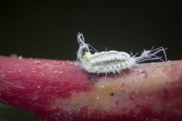 Pseudococcidae Miudezas Peludas Cerosas Brancas — Fotografia de Stock