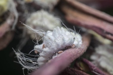 beyaz balmumu bulanık mealybugs pseudococcidae.