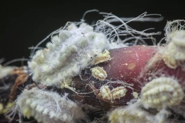beyaz balmumu bulanık mealybugs pseudococcidae.