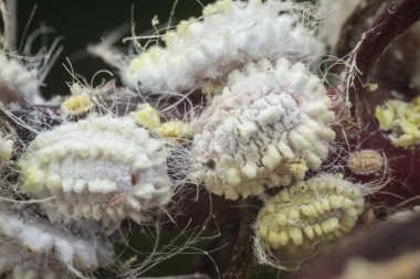 white waxy fuzzy mealybugs pseudococcidae. clipart