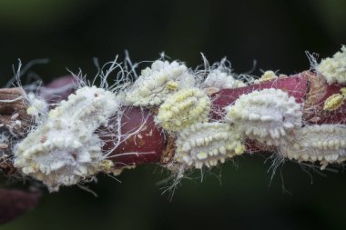 white waxy fuzzy mealybugs pseudococcidae. clipart
