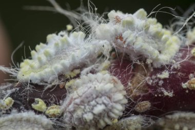 beyaz balmumu bulanık mealybugs pseudococcidae.
