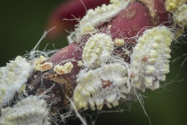 beyaz balmumu bulanık mealybugs pseudococcidae.