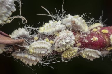 white waxy fuzzy mealybugs pseudococcidae. clipart