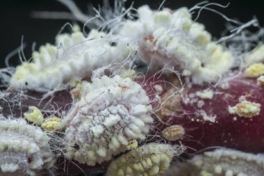 beyaz balmumu bulanık mealybugs pseudococcidae.