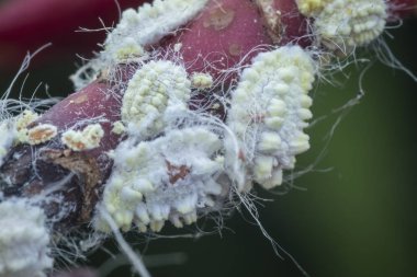 white waxy fuzzy mealybugs pseudococcidae. clipart