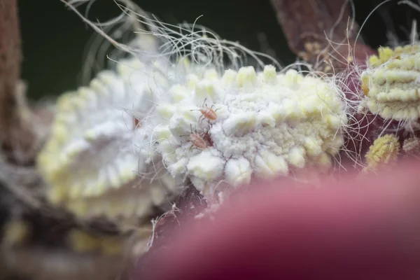 Mealybugs Cerosos Blancos Difusos Pseudococcidae — Foto de Stock