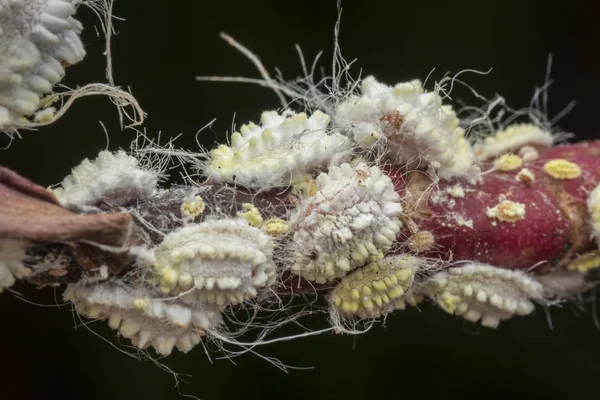 beyaz balmumu bulanık mealybugs pseudococcidae.