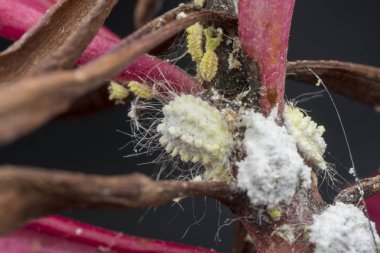 white waxy fuzzy mealybugs pseudococcidae. clipart