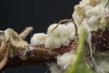 white waxy fuzzy mealybugs pseudococcidae. clipart