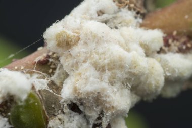 beyaz balmumu bulanık mealybugs pseudococcidae.