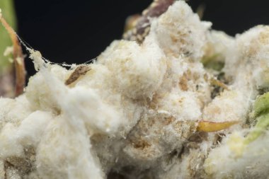 beyaz balmumu bulanık mealybugs pseudococcidae.