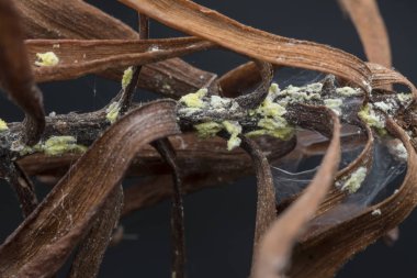 beyaz balmumu bulanık mealybugs pseudococcidae.