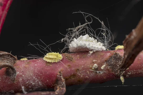 Bílý Voxy Chlupatý Mealybugs Pseudokokcidiostatidae — Stock fotografie