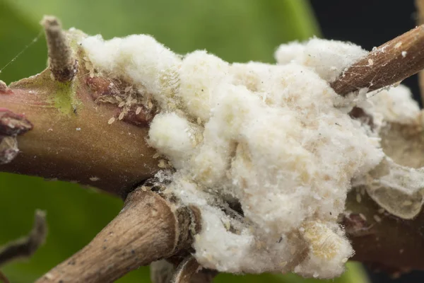 Bílý Voxy Chlupatý Mealybugs Pseudokokcidiostatidae — Stock fotografie