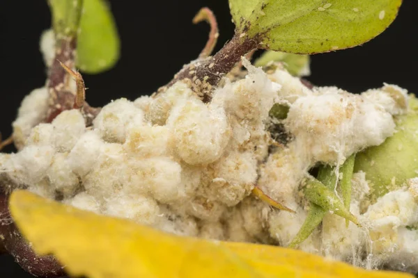 Белый Воск Нечеткие Mealybugs Псевдооксиды — стоковое фото