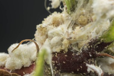 beyaz balmumu bulanık mealybugs pseudococcidae.