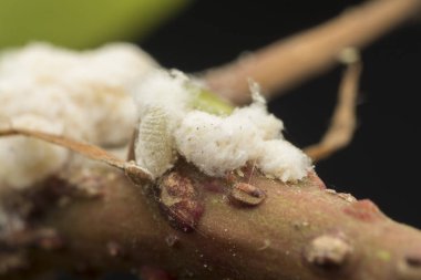 beyaz balmumu bulanık mealybugs pseudococcidae.