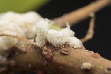 white waxy fuzzy mealybugs pseudococcidae. clipart