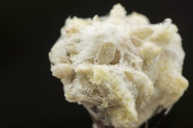 beyaz balmumu bulanık mealybugs pseudococcidae.