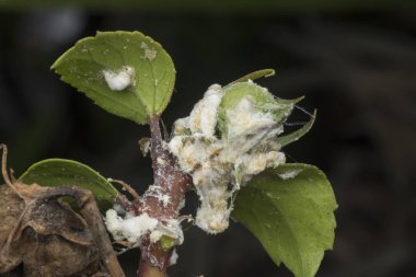 white waxy fuzzy mealybugs pseudococcidae. clipart