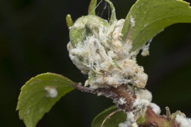beyaz balmumu bulanık mealybugs pseudococcidae.