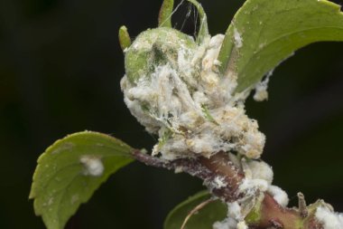 white waxy fuzzy mealybugs pseudococcidae. clipart