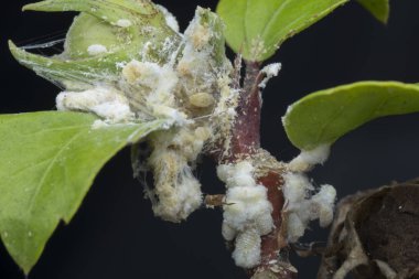 white waxy fuzzy mealybugs pseudococcidae. clipart