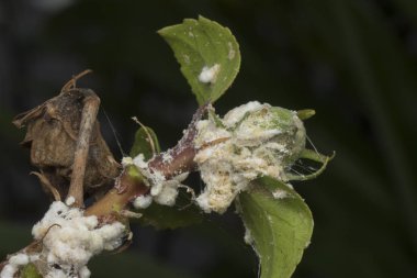 white waxy fuzzy mealybugs pseudococcidae. clipart