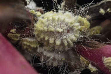 beyaz balmumu bulanık mealybugs pseudococcidae.