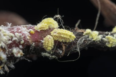 beyaz balmumu bulanık mealybugs pseudococcidae.