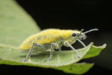 sarı toz weevil yakın çekim
