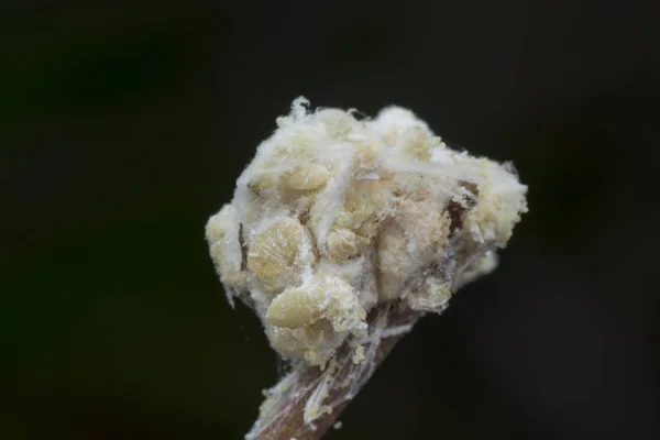 White Waxy Fuzzy Mealybugs Pseudococcidae — Stock Photo, Image