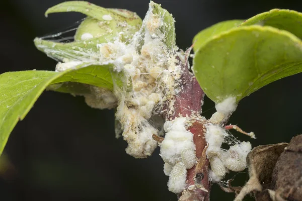 Bílý Voxy Chlupatý Mealybugs Pseudokokcidiostatidae — Stock fotografie