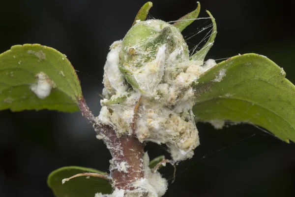 Vit Vaxartad Fuzzy Mealybugs Pseudococcidae — Stockfoto