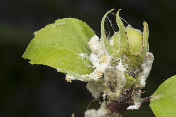 Cochenilles Blanches Cireuses Floues Pseudococciques — Photo