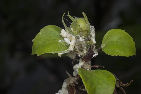 Bílý Voxy Chlupatý Mealybugs Pseudokokcidiostatidae — Stock fotografie