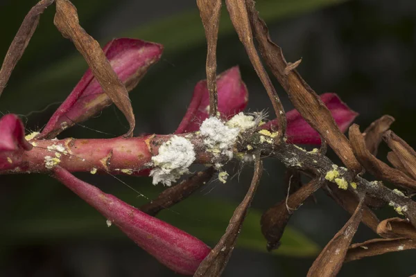 Bílý Voxy Chlupatý Mealybugs Pseudokokcidiostatidae — Stock fotografie