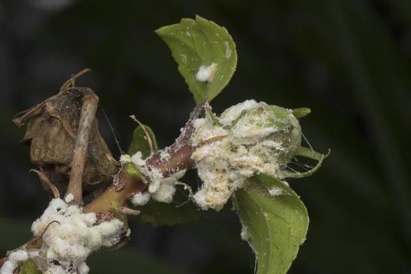 Bílý Voxy Chlupatý Mealybugs Pseudokokcidiostatidae — Stock fotografie