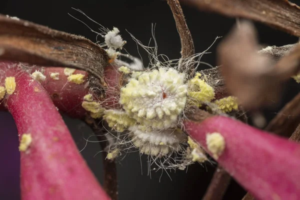 Mealybugs Cerosos Blancos Difusos Pseudococcidae — Foto de Stock