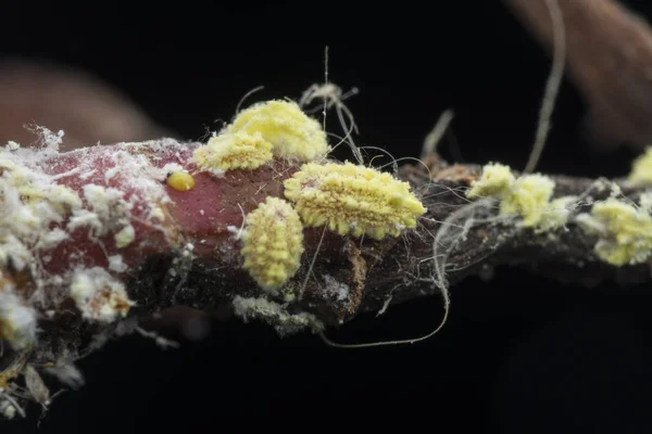 Beyaz Balmumu Bulanık Mealybugs Pseudococcidae — Stok fotoğraf