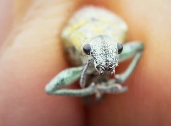 Close Headshot Van Gele Stof Weevil — Stockfoto