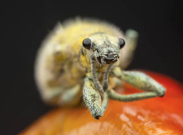 Close Headshot Yellow Dust Weevil — Stock Photo, Image