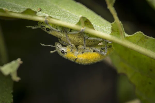 Primer Plano Disparo Polvo Amarillo Weevil — Foto de Stock