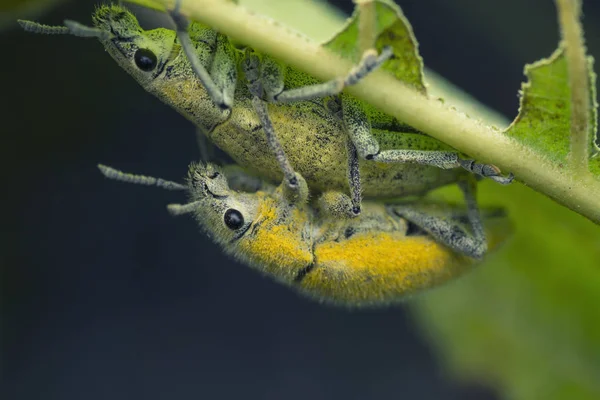 Close Tiro Gorgulho Amarelo — Fotografia de Stock