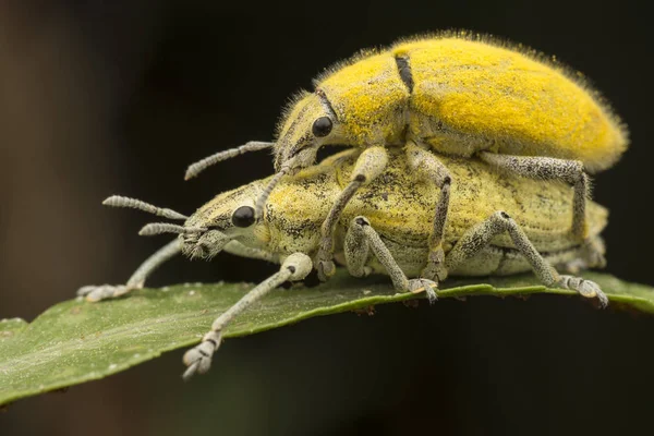 Close Tiro Gorgulho Amarelo — Fotografia de Stock