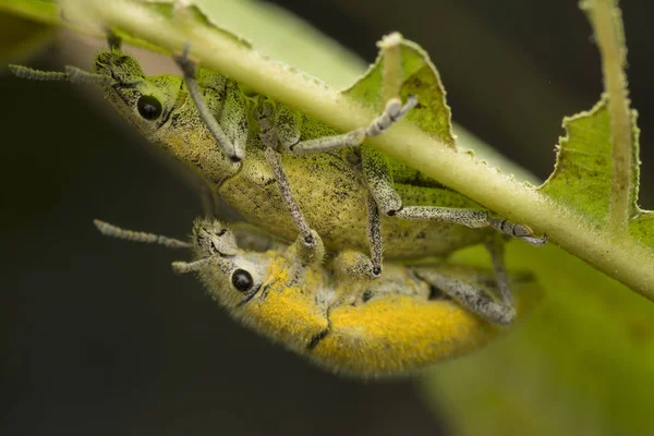 Bliska Strzał Żółty Kurz Weevil — Zdjęcie stockowe