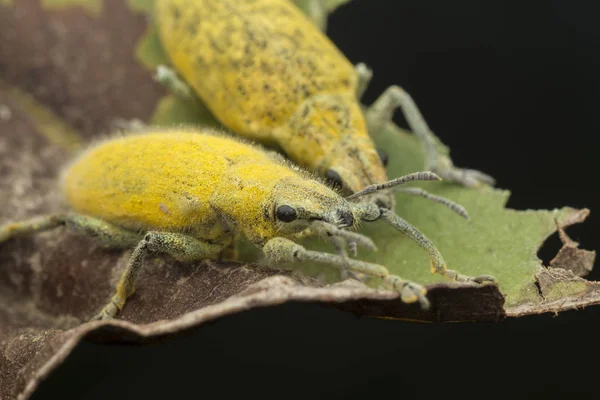 Primo Piano Colpo Polvere Gialla Weevil — Foto Stock