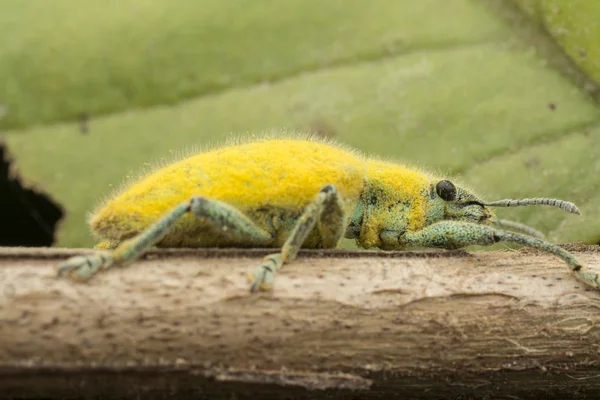 Close Shot Yellow Dust Weevil — Stok Foto